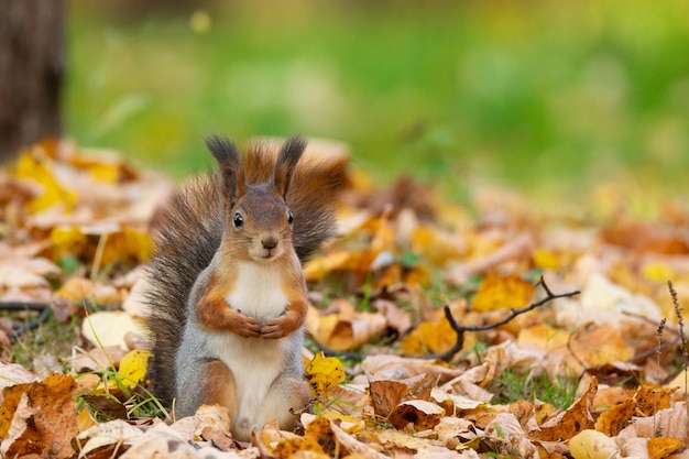 Squirrel in the autumn park