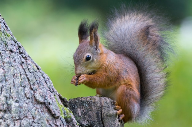 Squirrel on a branch