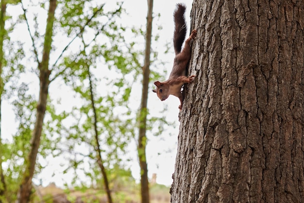 Squirrel clinging to a forest tree trunk