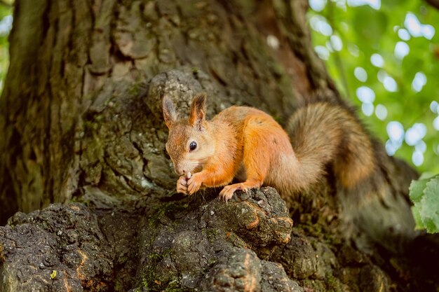 Squirrel eat nuts on a tree in a park in autumn