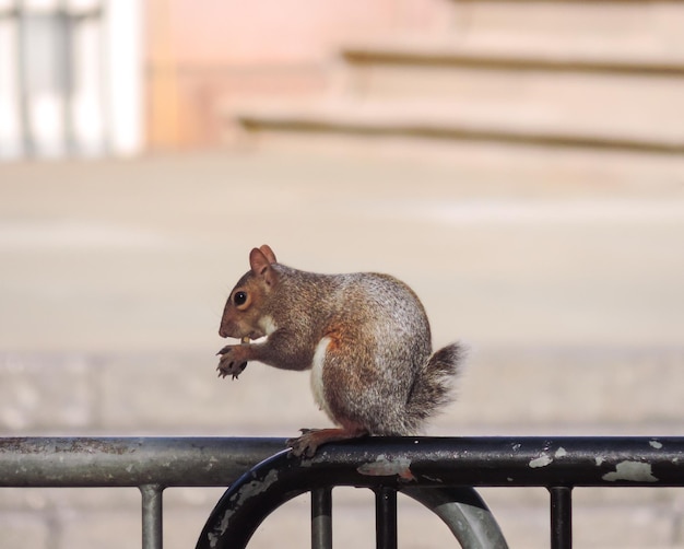 Squirrel eating in New York