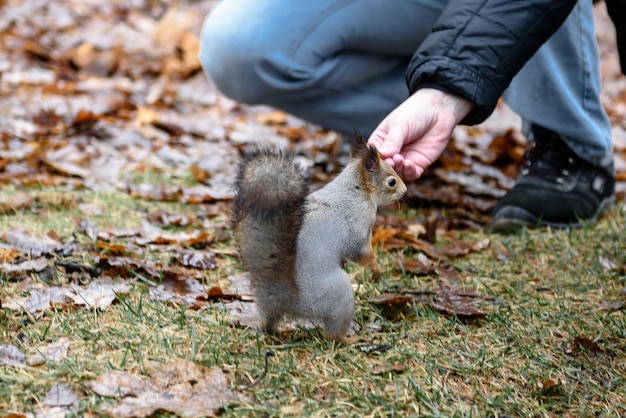 Squirrel eats from a man's hand in a park closeup