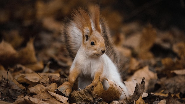 Squirrel in the forest