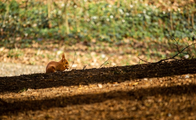 Photo squirrel on ground during fall