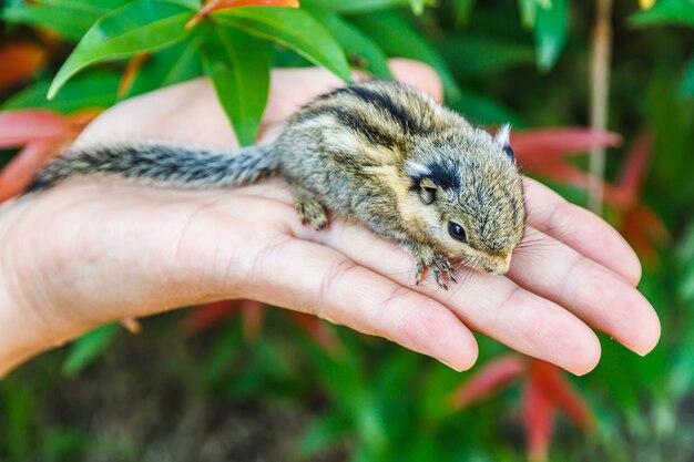 Squirrel on hand