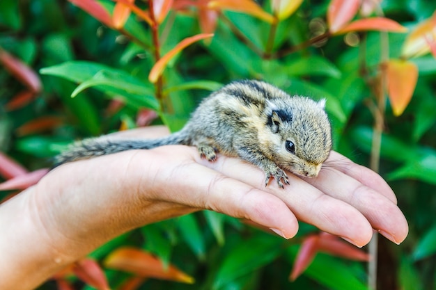 Squirrel on hand