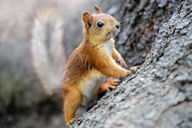 A squirrel is sitting in a tree house.