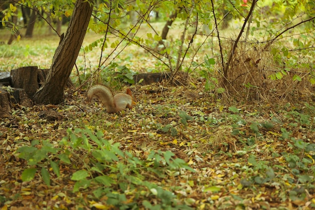 Squirrel looking for nuts in the park