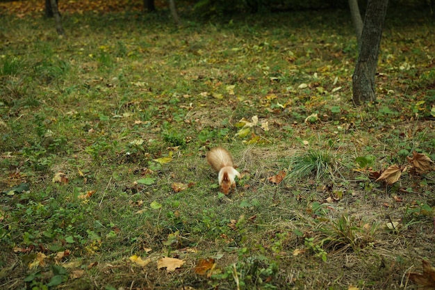 Squirrel looking for nuts in the park