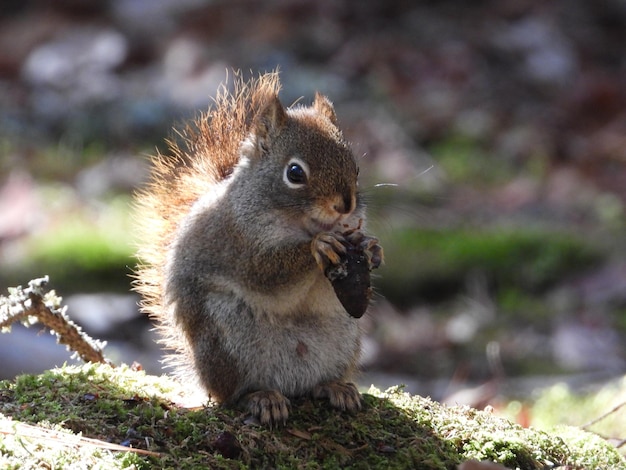 Squirrel on mosscovered ground holding a nut