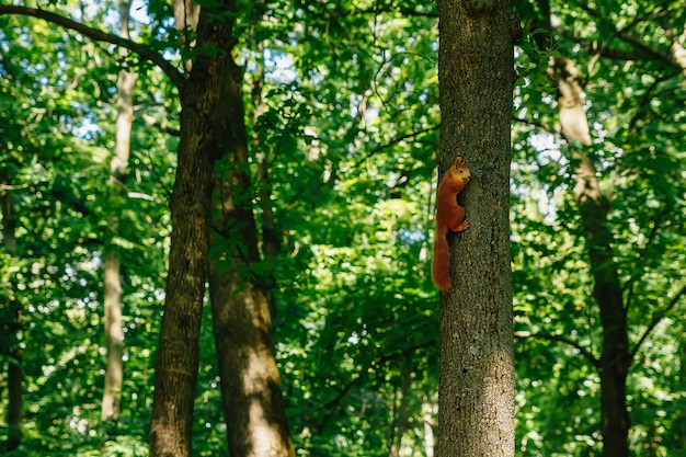 Squirrel in a park on a tree