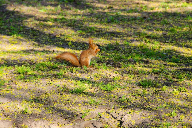 Squirrel in park