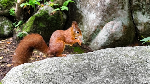 Photo squirrel on rock