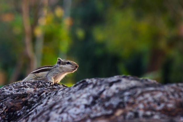 Squirrel or Rodent or also known as Chipmunk on the tree trunk in a soft blurry background