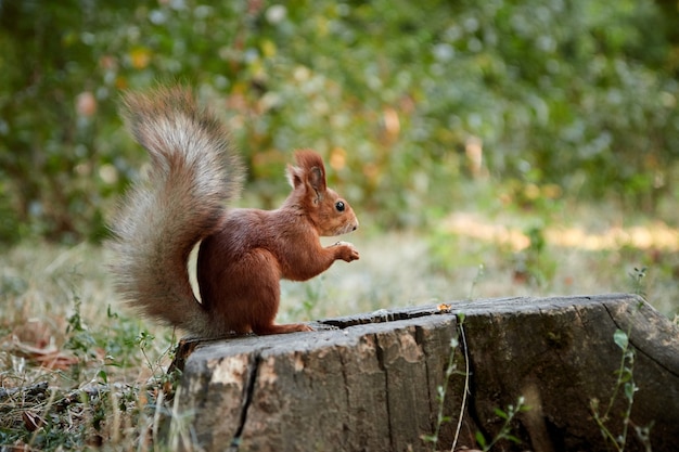 Squirrel rodent sitting on a stump holding and eating a nut in its paws fluffy tail blurred