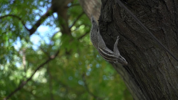 Squirrel running on tree image