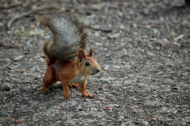 Squirrel searches for nuts and eats in the forest on the ground, fluffy tail, autumn, fallen leaves