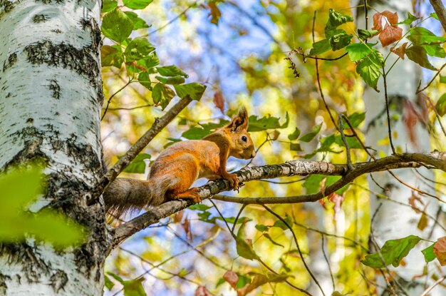 A squirrel sits on a birch branch on an autumn day.