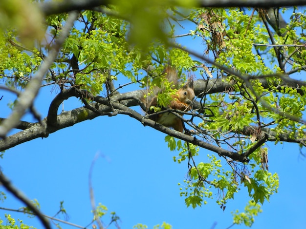 The squirrel sits in the branches of a spring tree in the park. The Natural Environment of Promise