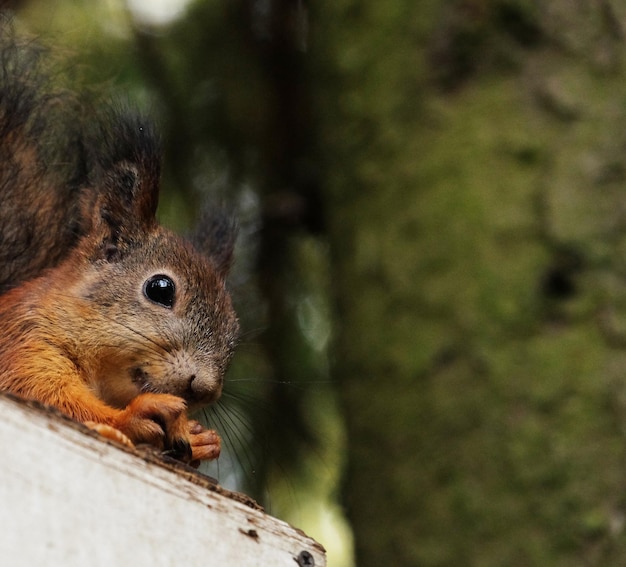 Squirrel sits on the feeder eats nuts