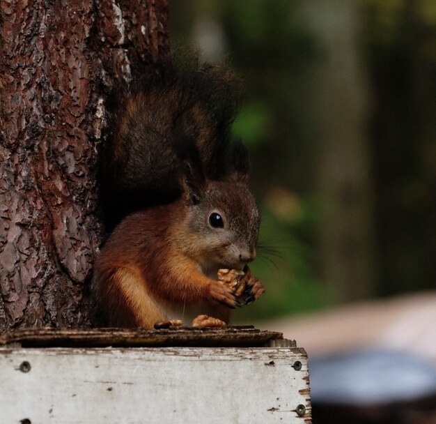 Squirrel sits on the feeder eats nuts