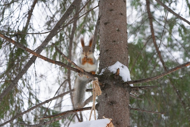 A squirrel sits on a pine branch and gnaws nuts in the park in winter.