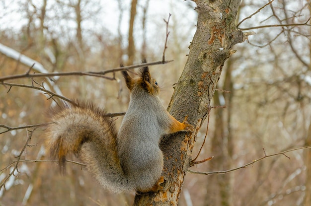 A squirrel sits on a tree trunk on an autumn day.