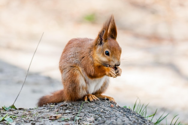 Squirrel sits on a tree