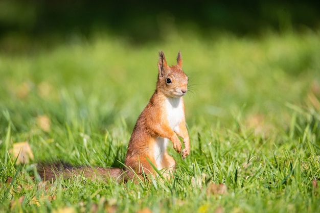 Squirrel sitting on a branch in the Park