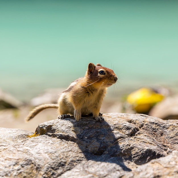 squirrel sitting on a rock at Lake Louise in summer banff canada