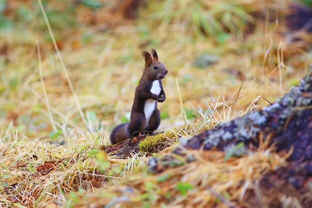 squirrel small wild animal in nature in autumn