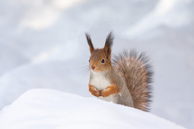 Squirrel snow winter