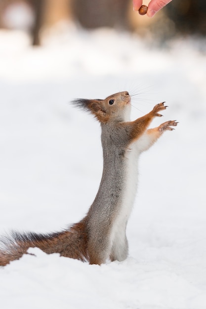 Squirrel in the snow