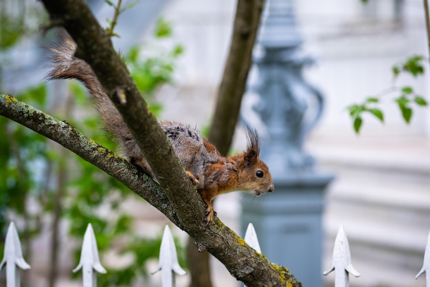 Squirrel in the spring in the city park The squirrel molts Squirrel in the process of molting