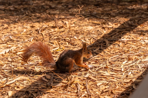 A squirrel at sunset on a tree in the Lagunas de la Mata Natural Park in Torrevieja