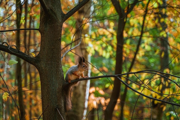 Squirrel on a tree branch in the autumn forest