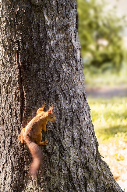 Photo squirrel on a tree in the park