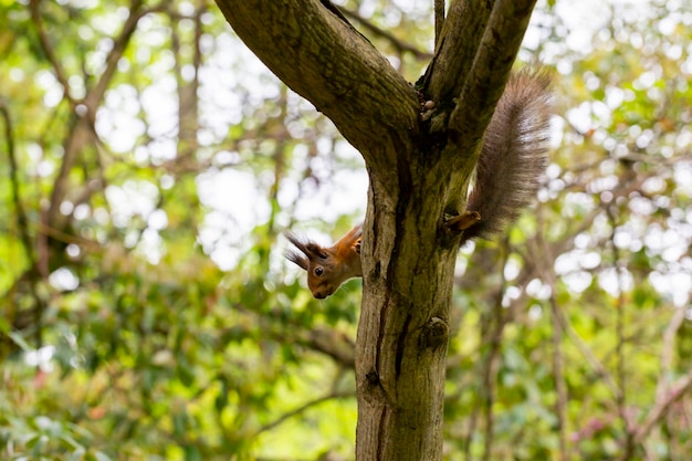 Squirrel on the tree in the park