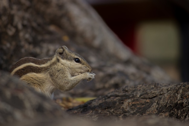 Squirrel on the tree trunk