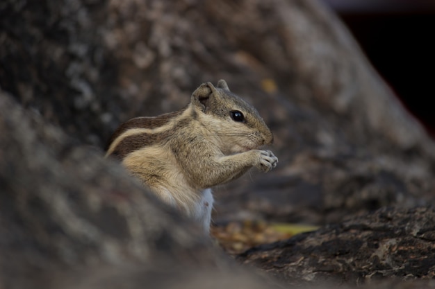 Photo squirrel on the tree trunk