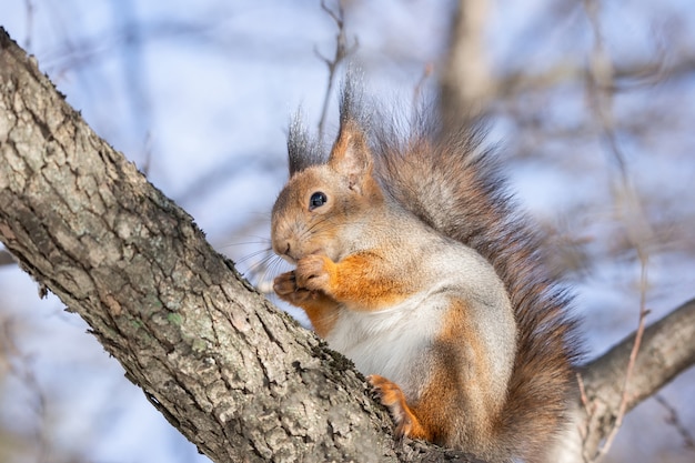 Squirrel tree in winter