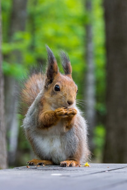 Squirrel on a tree