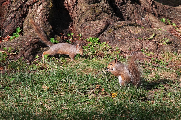 The Squirrel in Washington, United States