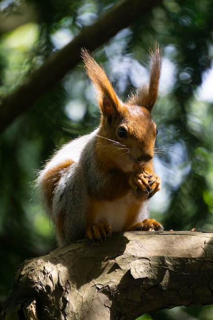 A squirrel with a nut in the paws