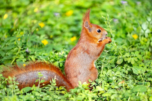 Squirrel with nut in the spring background