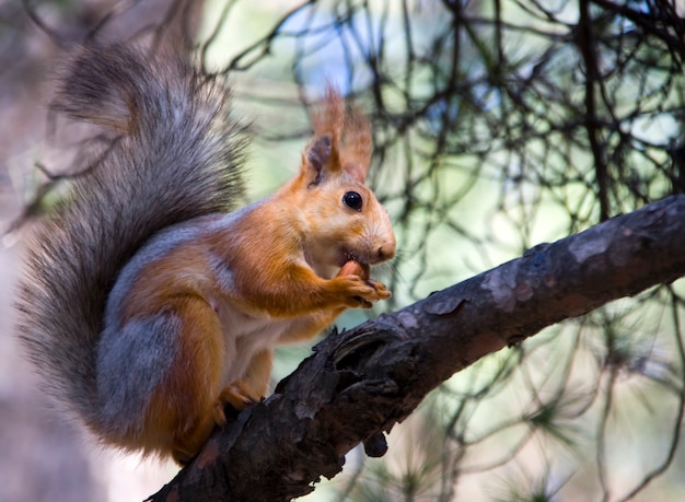 Squirrel with nut