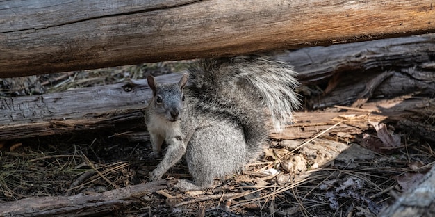 Squirrel in Yosemite NP