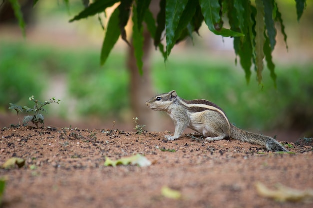 Squirrel