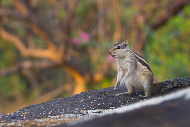 Squirrel