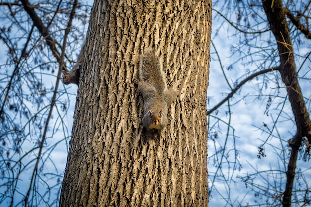 Squirrels on a tree in a park, Boston, USA